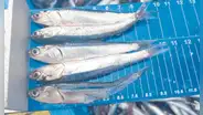 Industriales paralizan actividades de pesca y solicitan más flexibilidad a Produce