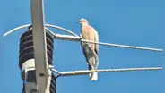 Retiro de cableado que cruza obras bajo lupa