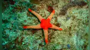 Científicos descubren que las estrellas de mar son solo cabezas y acaban con  un misterio de años