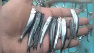 Pesca artesanal en peligro si baja la talla mínima de captura de la anchoveta