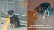 La insólita razón por la que el perrito viral de la estación Naranjal del Metropolitano camina sin su uniforme