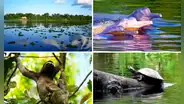 Pacaya Samiria es un referente mundial del patrimonio natural de la región andina