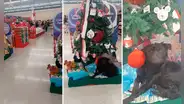Perrito se acuesta debajo de árbol de Navidad en supermercado y usuarios reaccionan: “El mejor regalo”