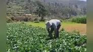 FAO: Precios de los alimentos caen por tercer mes consecutivo