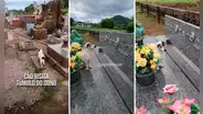 Perrito visita a diario la tumba de su dueño que falleció en el 2020: “Ni la muerte los separó”
