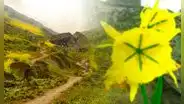 ¿Cuál es la inusual flor que crece en SJL y que no encontrarás en ninguna otra parte del mundo?