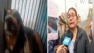 SJM: ladrón acuchilló a una perrita tras robar en una vivienda