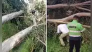 Menor de edad pierde la vida al ser aplastada por un árbol de 10 metros en Huancayo