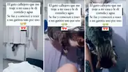 Adopta un gato que encontró en la calle, pero la sorprende al llevarle a sus 3 crías: “Qué fue, mano”