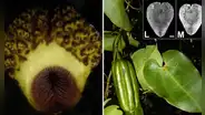 Descubren nueva especie de flora en bosques de parque nacional Cordillera Azul en Loreto