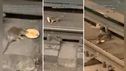 Rata enternece al compartir con su compañera una dona que encontró en el metro de Nueva York