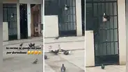 Palomas se apoderan de bolsa de pan colgada en la puerta de una casa: “Una banda bien organizada”