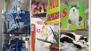 Negocio que está al frente de la UNAC se vuelve viral por poner peculiares anuncios sobre su gato: “El michi es una celebridad”