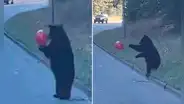 Osito juega con globo de helio en plena carretera y usuarios enternecen: "El real Bubu"