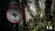 Se creía que estaba extinto: cámaras captan a un mamífero que vivió en la época de los dinosaurios