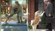 Hachiko: 100 años esperando en la estación, la conmovedora historia de fidelidad de un perro