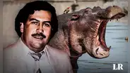 Control de hipopótamos de Pablo Escobar: ¿eutanasia o esterilización?