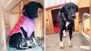 "Salió despavorida": perrita escapó por miedo a fuegos artificiales durante el clásico de fútbol