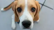 Científicos crean perros con autismo en experimento para estudiar el trastorno