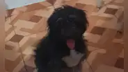 SMP: buscan hogar para perrita que pronto será abandonada