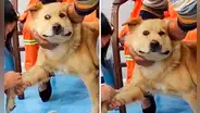 Rostro de pánico de un perrito al sacarle análisis de sangre se vuelve viral en redes