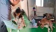 ¿Buscas atender a tu mascota en SJL? Conoce la veterinaria solidaria más económica del distrito