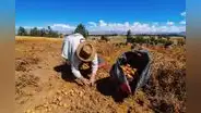 Productores agropecuarios demandan la creación de Reactiva Agrícola para afrontar la crisis
