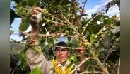 Café peruano: casi la mitad de hectáreas cosechadas ha sido afectada por la roya amarilla