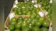 Exportación de palta creció 9% hasta setiembre: ¿cuáles fueron los principales destinos?
