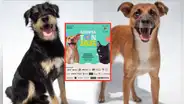¿Buscas una mascotita? Acude a la Adoptatón 2023 y acoge a uno de los 50 perritos y gatitos rescatados
