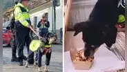 ‘Perrenazgo’ Bigotes recibió un pollo a la brasa como premio tras cuidar calles de Cusco: "Insobornable"