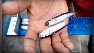 Advierten alta presencia de juveniles en la segunda temporada de pesca
