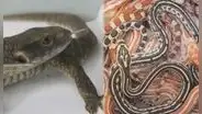 Liberan a traficante que ingresó 160 animales exóticos por el aeropuerto Jorge Chávez