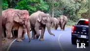 Manada de elefantes destruye un auto que atropelló a un bebé elefante del grupo en una carretera