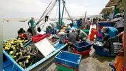 Construcción ilegal de embarcaciones amenaza la pesca artesanal en el Perú