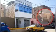 ¡Es un héroe! Perrito callejero orinó sobre explosivo con mecha encendida y salvó a familia en Trujillo