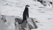 El pinguino que duerme 10.000 siestas de 4 segundos por día