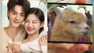 ¡Perú aparece en 'Mi adorable demonio'!: llamas se lucen en k-drama de Netflix con Song Kang