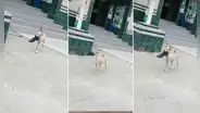 Perrito le ‘roba’ el zapato a policía en comisaría de Chosica: “Firulais pedirá recompensa”