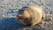 Así es el animal sin ojos que pensaron extinto desde 1937 y lo encontraron al fin