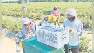 Subsidio a los agroexportadores superaría los S/400 millones por año