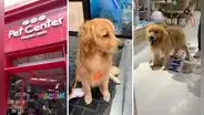 Llevó a su perro a bañar y se lo devuelven cojeando: joven denuncia a veterinaria de Jockey Plaza