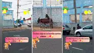 Captan a perrito montado sobre un burro y en redes les dicen: “Van camino a Belén”
