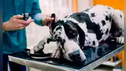 ¿Cómo funciona el fármaco que podría prolongar la vida de tu perro y que está por aprobarse en EE. UU.?