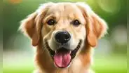 40 nombres para perros machos: lista de los más originales y cortos para tu mascota