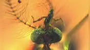 Mosquitos 'congelados en el tiempo' sugieren que los machos chupaban sangre hace 150 millones de años