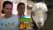 'Al fondo hay sitio': la cabra Melitón se comió el colchón con los 30 mil soles de 'Pepe' y 'Tito'