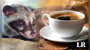Del excremento de un animal a la taza de café más exclusiva: el Kopi Luwak de Indonesia