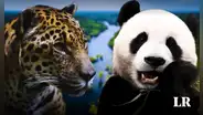 El país de Sudamérica que tiene más biodiversidad que China y Brasil, y es segundo del mundo