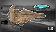 Descubren en Ica una nueva especie de cachalote fósil que vivió en las costas de Perú y Argentina